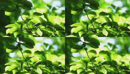 洛阳夏日大自然阳光下的植物空镜头高清在线视频素材下载