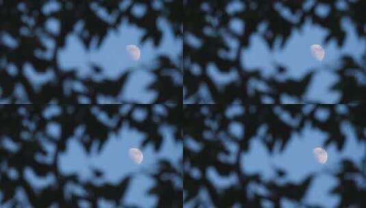 透过树叶看月亮高清在线视频素材下载