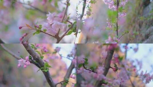 春天花朵樱花盛开植物风景视频素材高清在线视频素材下载