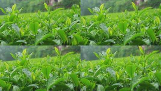 茶园茶叶茶茶山绿茶农业茶海采茶茶文化高清在线视频素材下载