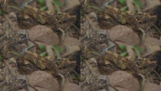 丛林地上的老木头实拍高清在线视频素材下载