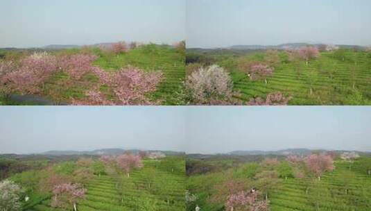 中国湖南省郴州市樱花茶园航拍风光高清在线视频素材下载