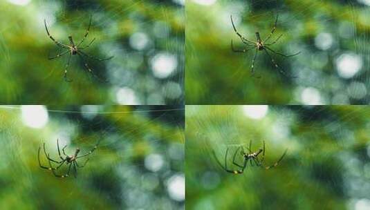 热带雨林蜘蛛网野生动物自然昆虫高清在线视频素材下载