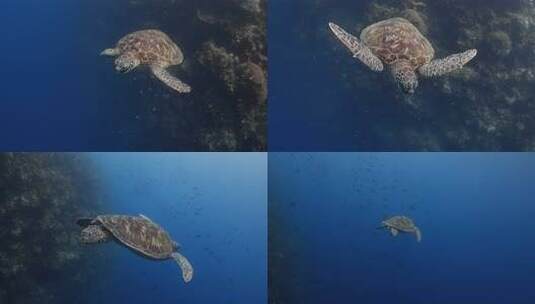 海底海龟近距离拍摄高清在线视频素材下载