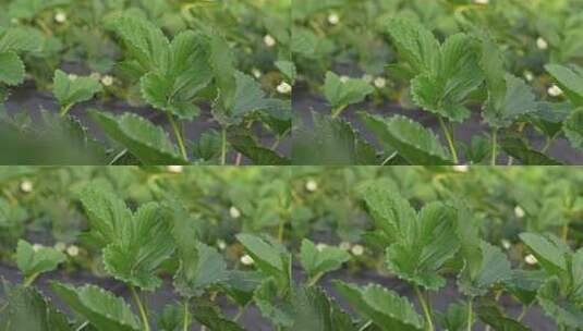 草莓园 农田 农业作物 水果 绿色植物 温室高清在线视频素材下载