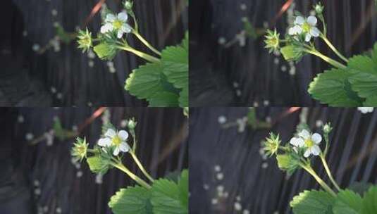 草莓 温室大棚 草莓苗 草莓秧高清在线视频素材下载