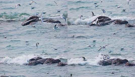 大海海面飞翔的海鸥高清在线视频素材下载