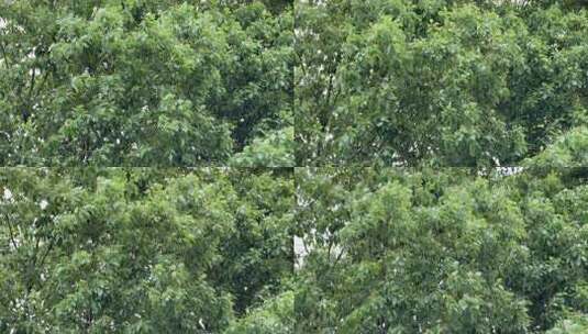 茂密绿树繁茂枝叶高清在线视频素材下载