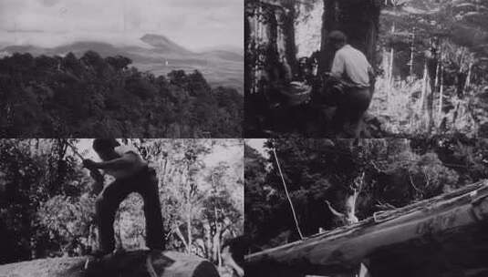 50年代原始森林砍伐 地球资源破坏高清在线视频素材下载