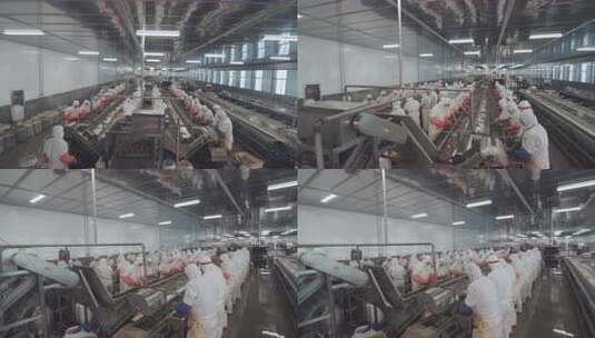 海参加工生产线工人在流水线上处理海鲜高清在线视频素材下载