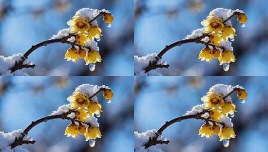 枝头雪覆黄色梅花特写高清在线视频素材下载