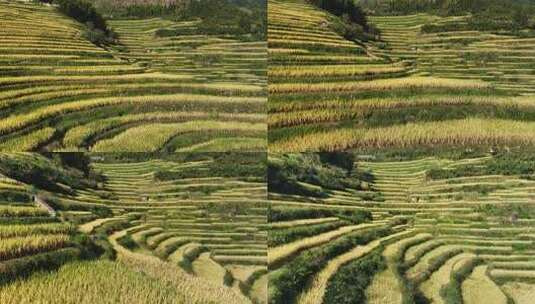 航拍浙江丽水云和梯田 秋天丰收的金色稻田高清在线视频素材下载