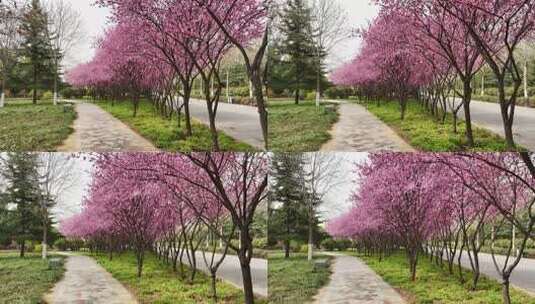 春天公园里大片紫红色梅花盛开高清在线视频素材下载