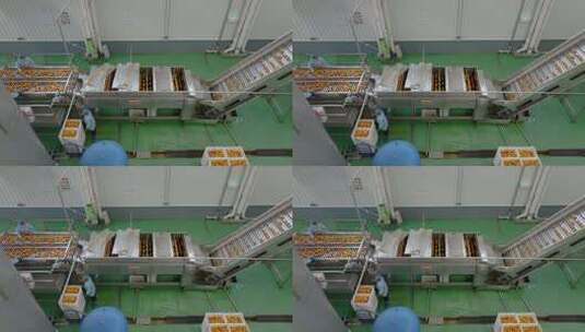 工厂橘子加工流水线作业场景高清在线视频素材下载