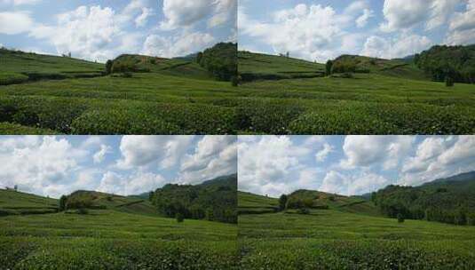 茶叶茶园绿茶茶山茶树茶文化干旱自然天气高清在线视频素材下载