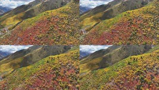 无人机航拍西藏林芝地区高山上的一抹秋景高清在线视频素材下载