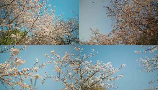 樱花林樱花树，春天风景樱花蓝天空镜素材高清在线视频素材下载