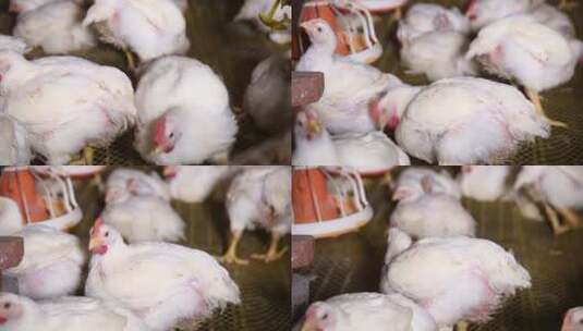肉鸡白羽鸡的饲养 (20)高清在线视频素材下载