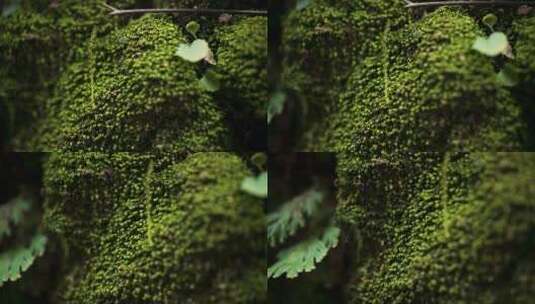 青苔蕨类植物高清在线视频素材下载