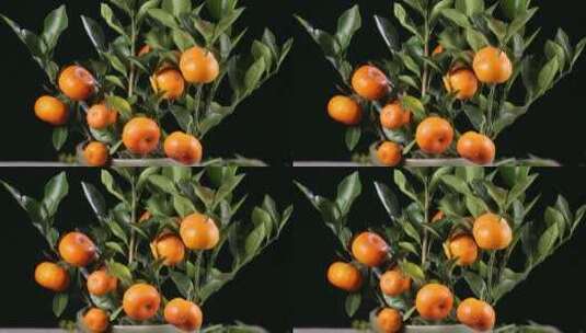 盆栽观赏橘子金桔 (4)高清在线视频素材下载