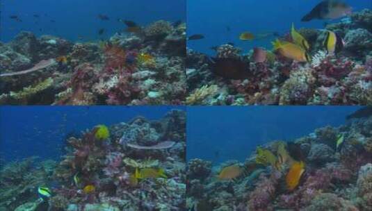 珊瑚海底世界1高清在线视频素材下载