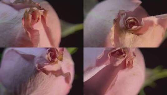 花苞玫瑰花蕾520鲜花 (22)高清在线视频素材下载
