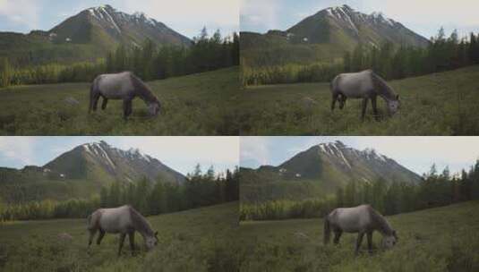 在山下草地上吃草的马匹高清在线视频素材下载