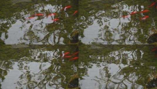 鲤鱼从斑驳的水中倒影里游过高清在线视频素材下载