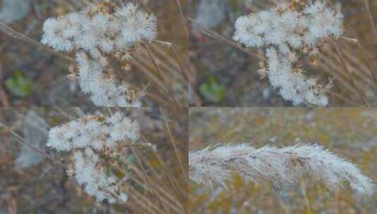 寒冷冬季花草上的冰霜高清在线视频素材下载