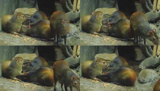 洞穴里的啮齿老鼠高清在线视频素材下载