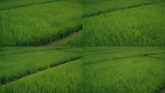 绿油油的稻田航拍高清在线视频素材下载