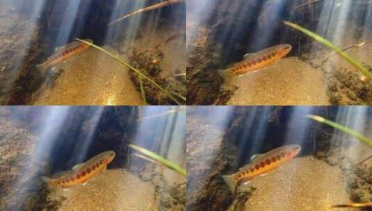 黄金鳟鱼在水里游动高清在线视频素材下载