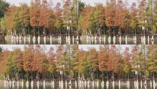 水边的落羽杉树高清在线视频素材下载