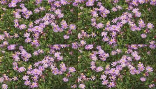 紫色翠菊花高清在线视频素材下载