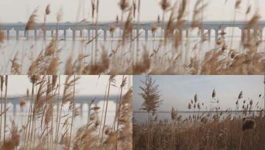 【镜头合集】天津海河岸边芦苇荡野草高清在线视频素材下载