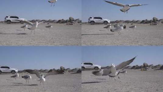 青海海西海鸥吃食慢镜头4K高清在线视频素材下载