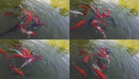 湖里的金鱼4k视频观赏鱼高清在线视频素材下载