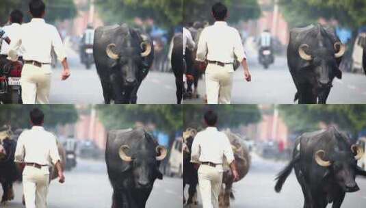 印度公牛走在城市道路上高清在线视频素材下载