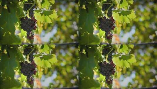 阳光下成熟的葡萄高清在线视频素材下载
