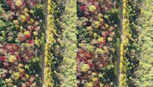 航拍大兴安岭秋季五彩森林风光高清在线视频素材下载