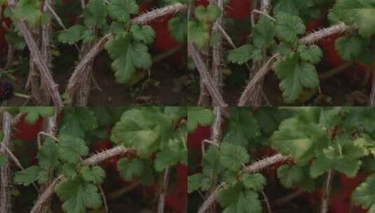 东北火龙果种植高清在线视频素材下载