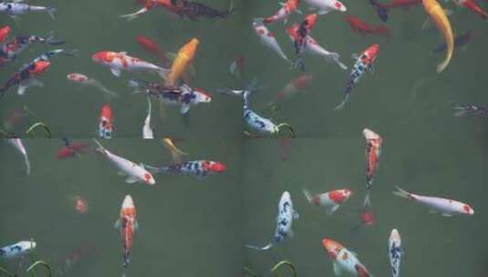 景观池中观赏鱼锦鲤高清在线视频素材下载