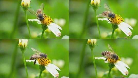 【正版8K素材】蜜蜂采花视频高清在线视频素材下载