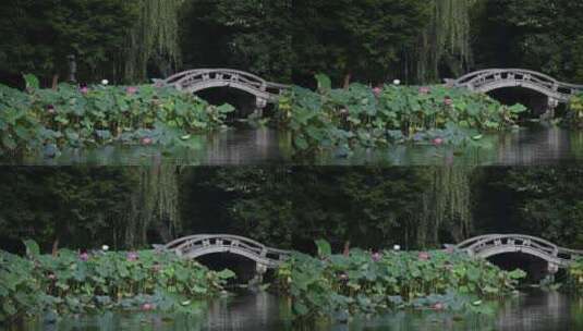 杭州西湖景区曲院风荷荷花高清在线视频素材下载