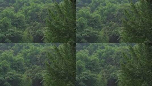 山林树木镜头移动高清在线视频素材下载