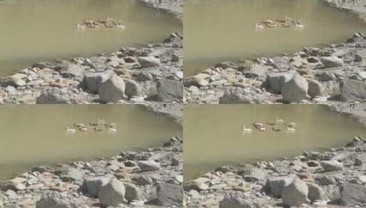 河水里觅食的麻鸭高清在线视频素材下载