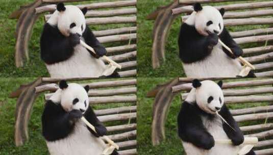 正在吃竹子的熊猫高清在线视频素材下载