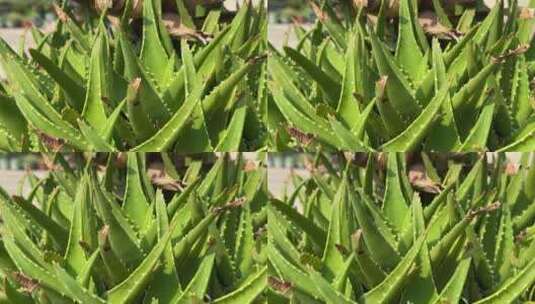 芦荟植物高清在线视频素材下载