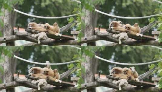 长臂猿在树上休息高清在线视频素材下载