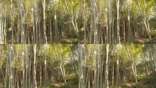 生态茂林修竹竹林竹海竹子背景高清在线视频素材下载